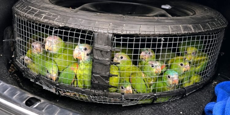 Indignación en la frontera: rescatan aves bebés traficadas dentro de una llanta de refacción