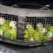 Indignación en la frontera: rescatan aves bebés traficadas dentro de una llanta de refacción