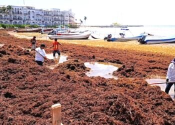¡Atascados de sargazo! Se han recolectado más de 30 mil toneladas en Quintana Roo