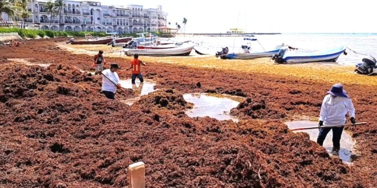 ¡Atascados de sargazo! Se han recolectado más de 30 mil toneladas en Quintana Roo