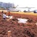 ¡Atascados de sargazo! Se han recolectado más de 30 mil toneladas en Quintana Roo