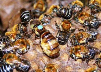 Aprueba IMPI Indicación Geográfica de la Miel de Abeja Melipona en zona maya