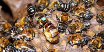 Aprueba IMPI Indicación Geográfica de la Miel de Abeja Melipona en zona maya