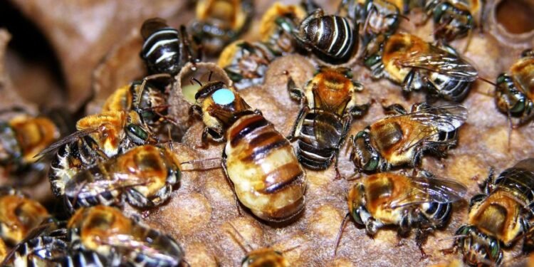 Aprueba IMPI Indicación Geográfica de la Miel de Abeja Melipona en zona maya