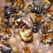 Aprueba IMPI Indicación Geográfica de la Miel de Abeja Melipona en zona maya