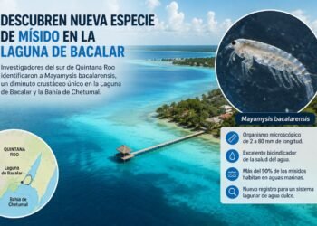 Científicos descubren organismo acuático nunca antes registrado en la Laguna de Bacalar
