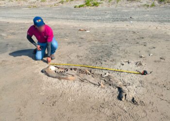 Triste hallazgo en Tabasco: encuentran dos delfines muertos en Playa Azul