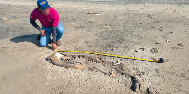 Triste hallazgo en Tabasco: encuentran dos delfines muertos en Playa Azul