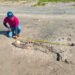 Triste hallazgo en Tabasco: encuentran dos delfines muertos en Playa Azul