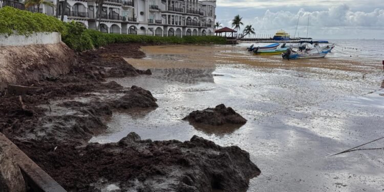¿Naufraga el turismo? La marea del sargazo amenaza con hundir la temporada vacacional