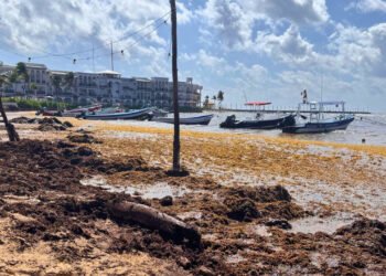 ¿Vacaciones de verano en riesgo? Asfixia sargazo a Playa del Carmen, comercios operan solo al 20%