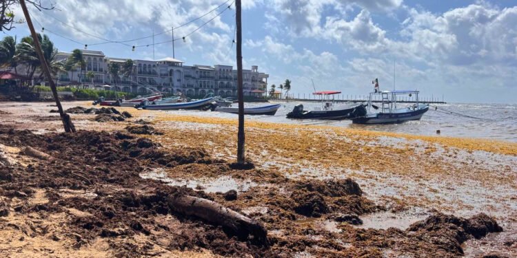 ¿Vacaciones de verano en riesgo? Asfixia sargazo a Playa del Carmen, comercios operan solo al 20%