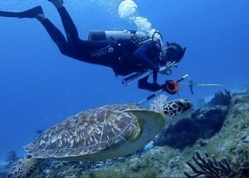Caribe mexicano en alerta: el blanqueamiento masivo amenaza un ecosistema valioso