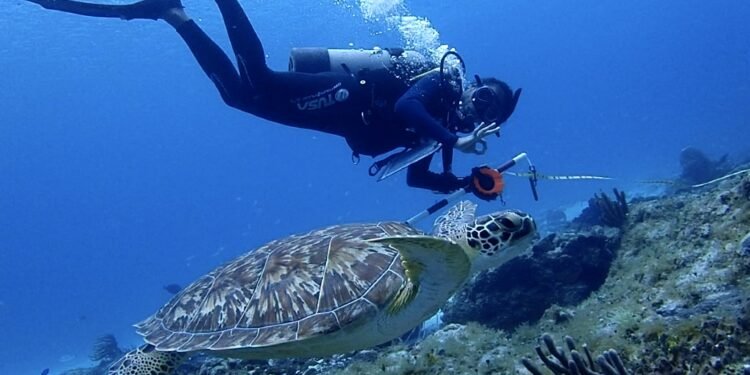 Caribe mexicano en alerta: el blanqueamiento masivo amenaza un ecosistema valioso