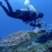Caribe mexicano en alerta: el blanqueamiento masivo amenaza un ecosistema valioso