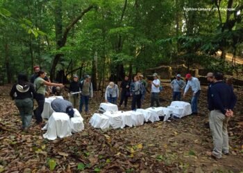 ¡A la selva otra vez! Monos rescatados recuperan la libertad en Chiapas
