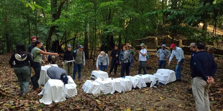 ¡A la selva otra vez! Monos rescatados recuperan la libertad en Chiapas