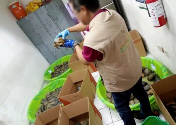 Viajaban como juguetes, pero no lo eran. Rescatan a 350 tortugas transportadas por paquetería