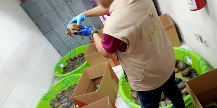 Viajaban como juguetes, pero no lo eran. Rescatan a 350 tortugas transportadas por paquetería