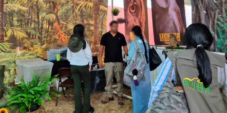 Denuncias ciudadanas permiten rescate de aves rapaces y un cocodrilo maltratado