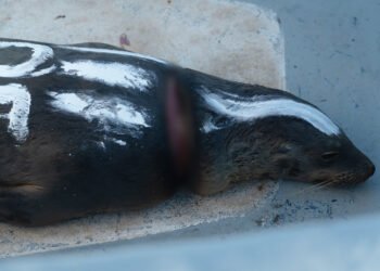 Así rescataron de una muerte lenta a 19 lobos marinos atrapados por redes en Baja California
