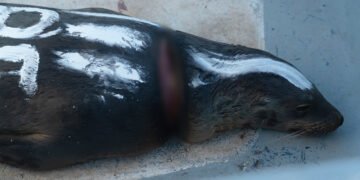 Así rescataron de una muerte lenta a 19 lobos marinos atrapados por redes en Baja California