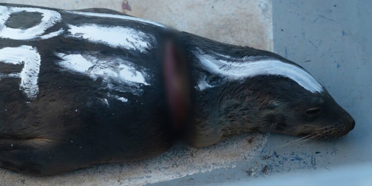 Así rescataron de una muerte lenta a 19 lobos marinos atrapados por redes en Baja California