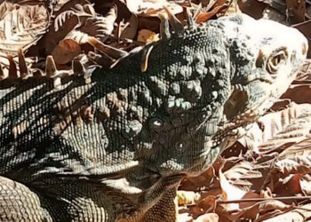 Vuelven a la naturaleza 19 iguanas protegidas; así fue el proceso que les salvó la vida