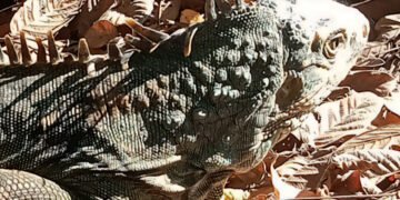 Vuelven a la naturaleza 19 iguanas protegidas; así fue el proceso que les salvó la vida