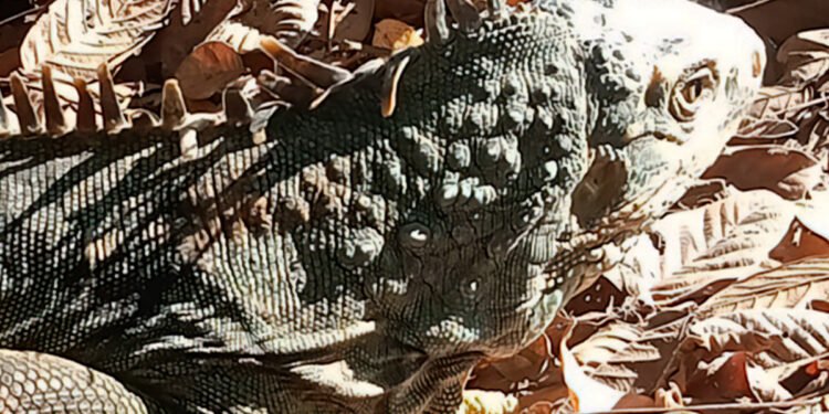 Vuelven a la naturaleza 19 iguanas protegidas; así fue el proceso que les salvó la vida
