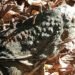 Vuelven a la naturaleza 19 iguanas protegidas; así fue el proceso que les salvó la vida