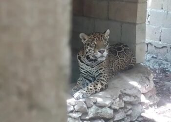 ¿Quién abandonó a los animales? Fiscalía investiga hallazgo de jaguares en Playa del Carmen