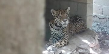 ¿Quién abandonó a los animales? Fiscalía investiga hallazgo de jaguares en Playa del Carmen