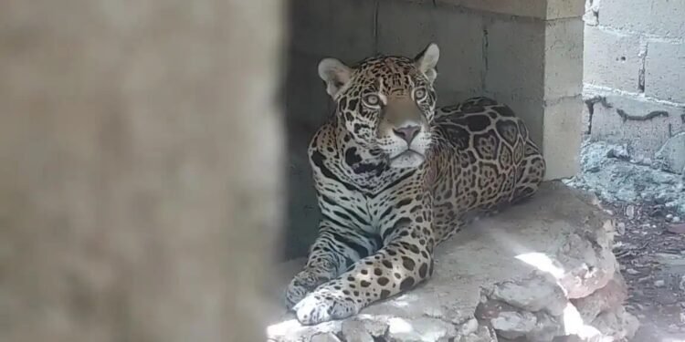 ¿Quién abandonó a los animales? Fiscalía investiga hallazgo de jaguares en Playa del Carmen