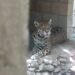 ¿Quién abandonó a los animales? Fiscalía investiga hallazgo de jaguares en Playa del Carmen