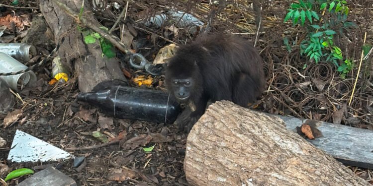 ¿Podrías ignorar esta imagen? Un mono saraguato fue hallado encadenado