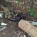 ¿Podrías ignorar esta imagen? Un mono saraguato fue hallado encadenado