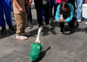 ¿La nueva mascota del Mundial? Merlín, el pato futbolero, ya fue recibido como celebridad por voluntarios de la FIFA