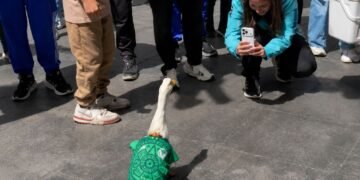 ¿La nueva mascota del Mundial? Merlín, el pato futbolero, ya fue recibido como celebridad por voluntarios de la FIFA