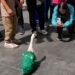 ¿La nueva mascota del Mundial? Merlín, el pato futbolero, ya fue recibido como celebridad por voluntarios de la FIFA
