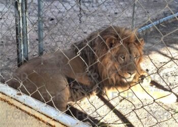 Lo que parecía un caso de robo de llantas escondía leones, un tigre y más de 90 vehículos