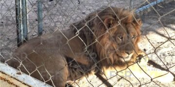 Lo que parecía un caso de robo de llantas escondía leones, un tigre y más de 90 vehículos