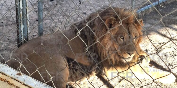 Lo que parecía un caso de robo de llantas escondía leones, un tigre y más de 90 vehículos
