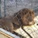 Lo que parecía un caso de robo de llantas escondía leones, un tigre y más de 90 vehículos
