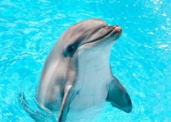 ¡Encerrados en diminutos estanques! Nueve delfines siguen bajo monitoreo en Cancún; Profepa explica por qué