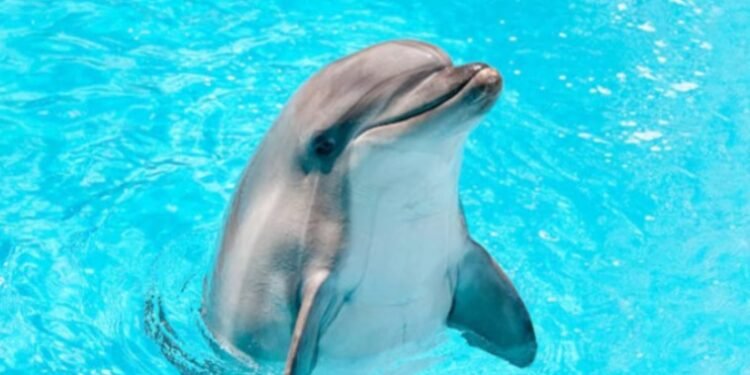 ¡Encerrados en diminutos estanques! Nueve delfines siguen bajo monitoreo en Cancún; Profepa explica por qué