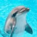 ¡Encerrados en diminutos estanques! Nueve delfines siguen bajo monitoreo en Cancún; Profepa explica por qué