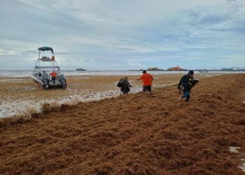 ¿Quién frenará el sargazo? Sacan del agua embarcaciones sargaceras para mantenimiento en plena temporada crítica