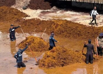 Sargazo pone en jaque al Caribe Mexicano; empresarios piden tratarlo como asunto de seguridad económica