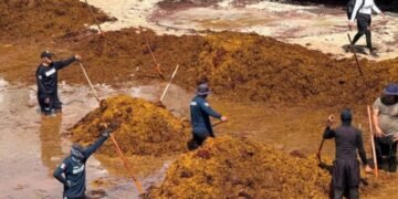 Sargazo pone en jaque al Caribe Mexicano; empresarios piden tratarlo como asunto de seguridad económica